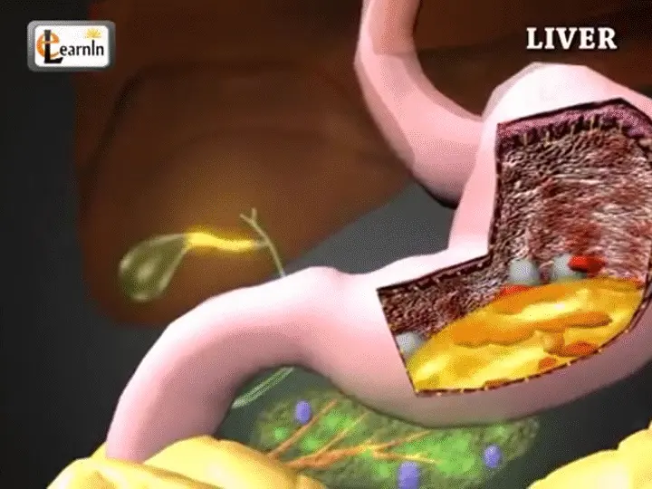 التخلص من الدهون والسموم اللي كيتراكمو فالكبد