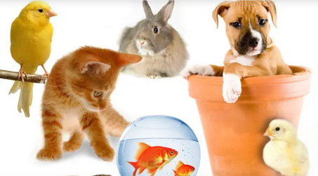 لوازم الحيوانات الأليفة