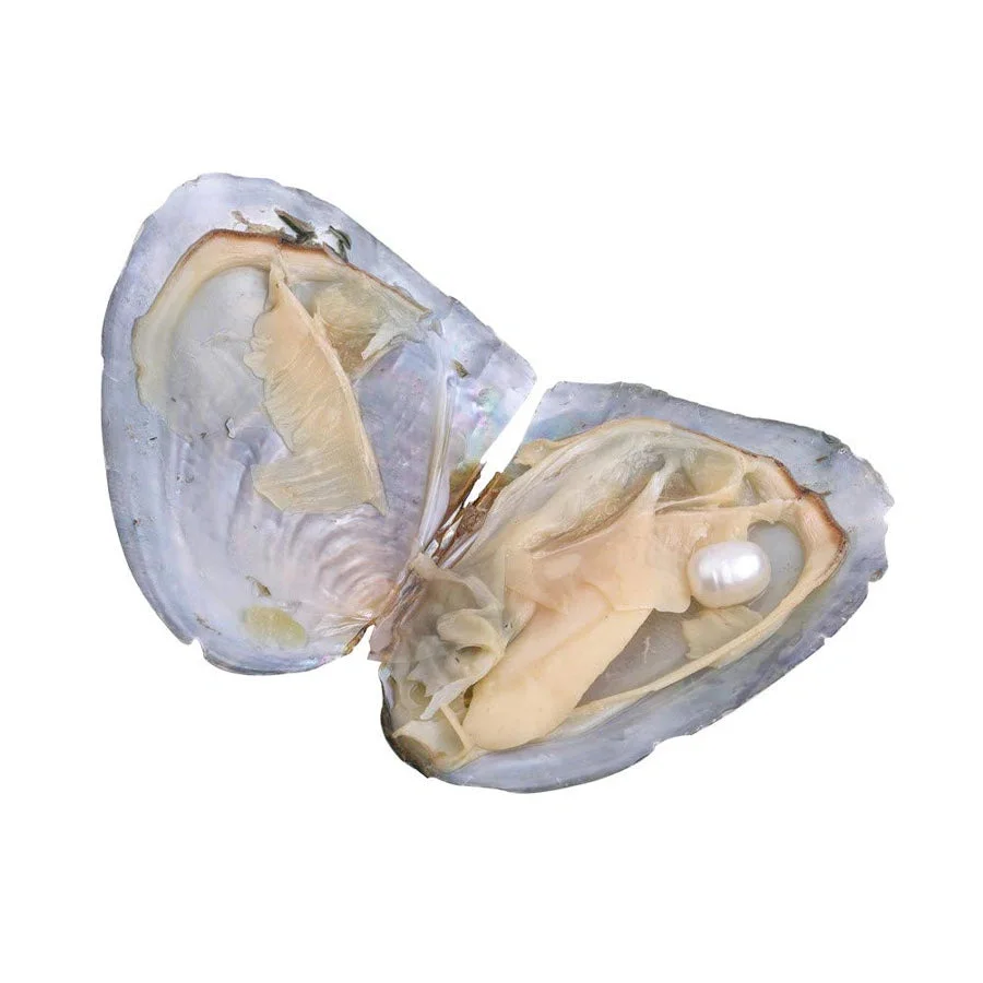 عقد لؤلؤة المحار