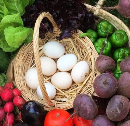 Oeufs et poulets beldi