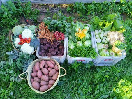 panier bio frais pour toute la famille