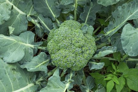 broccoli
