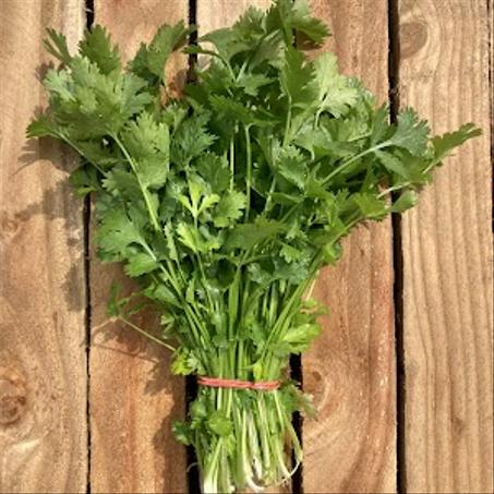 Coriandre bio( Botte)