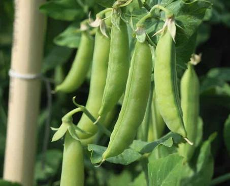 Petits pois bio (1 kg)
