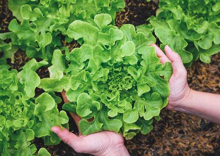 Laitue Sucrine (1 piece)