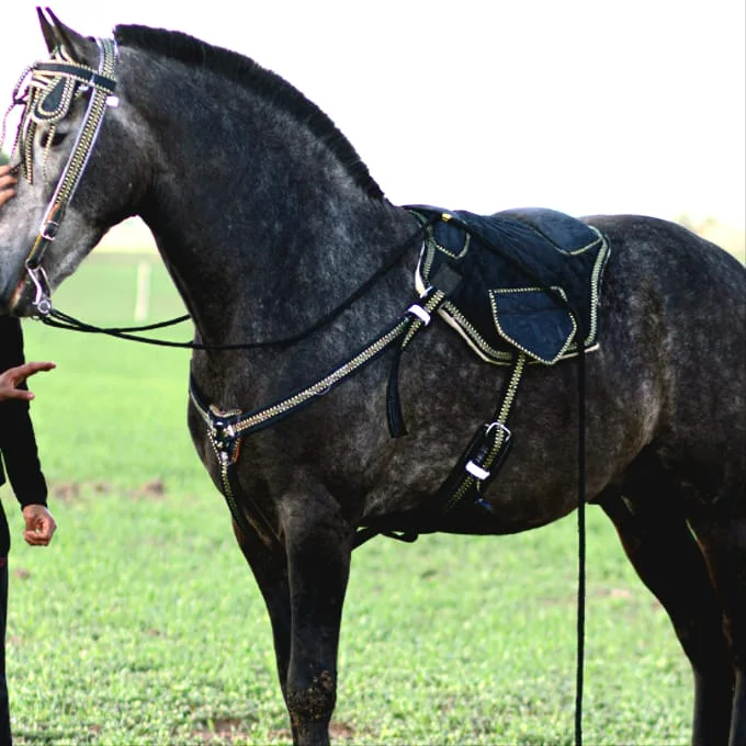 سريجة ملكية