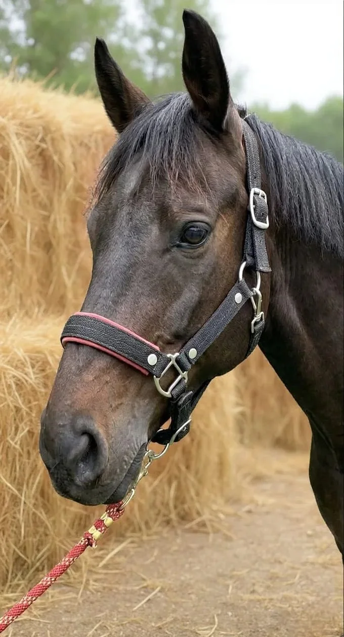 رسن خيل فاخر