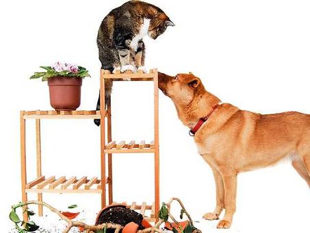 مستلزمات الحيوانات الأليفة