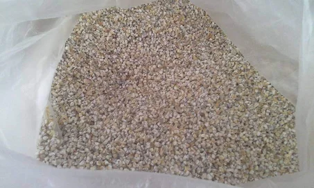 بلبولة البندق