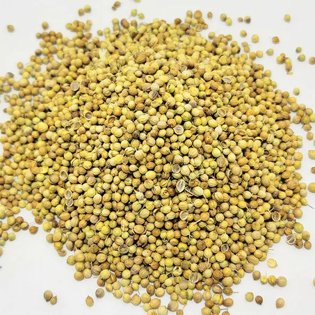 كسبر الجزائر / coriandre algérienne