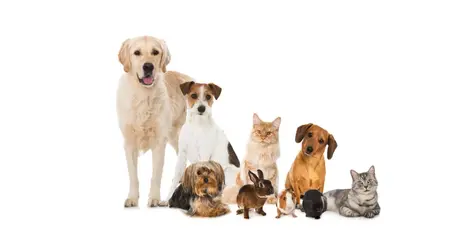 منتاجات خاصة بالحيونات