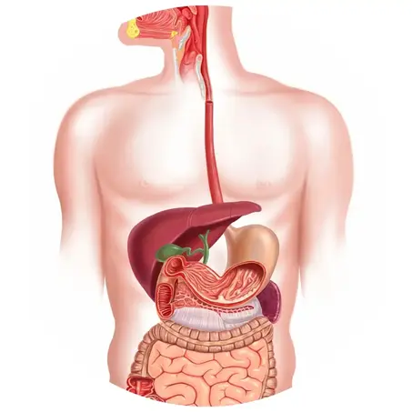 الجهاز الهضمي