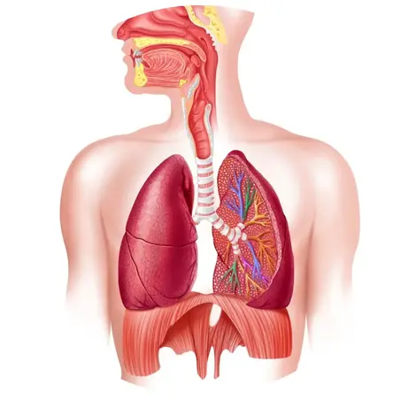 الجهاز التنفسي