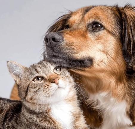 منتجات الحيوانات الأليفة