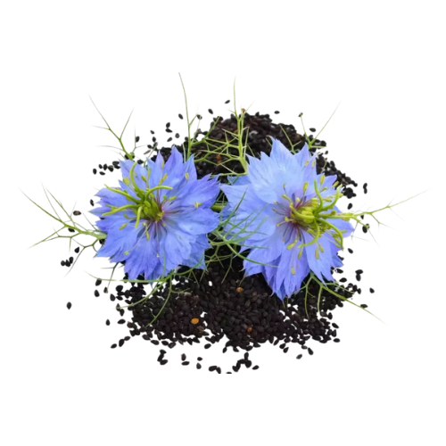 Huile de Nigelle