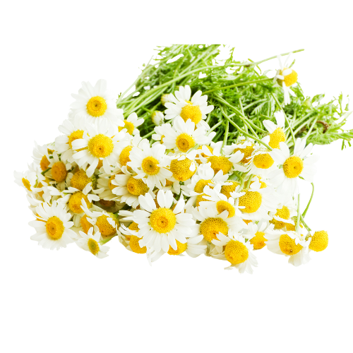 Camomille