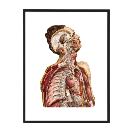 Dissected Body Rainbow Anatomy