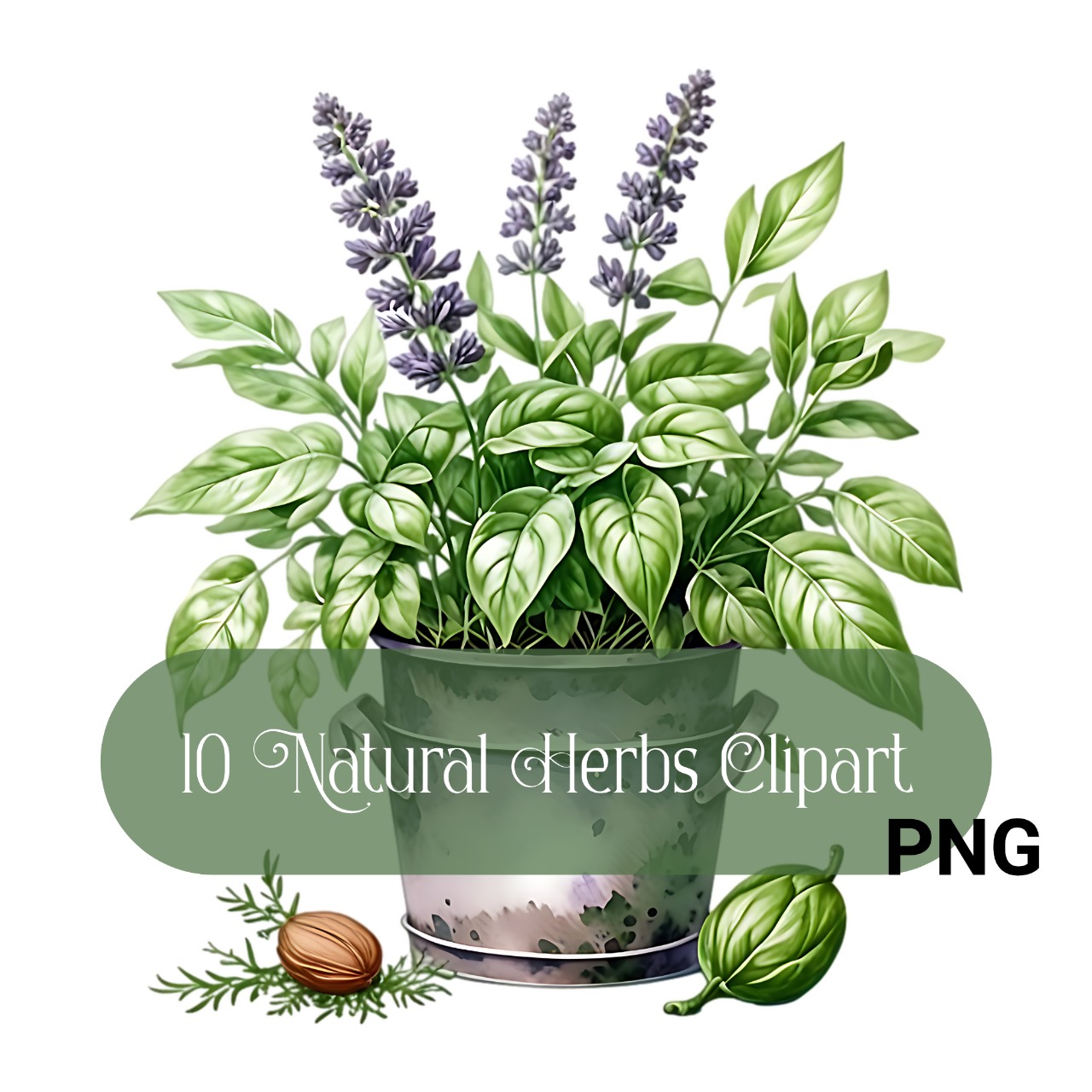 Natural Herbs Clipart Set