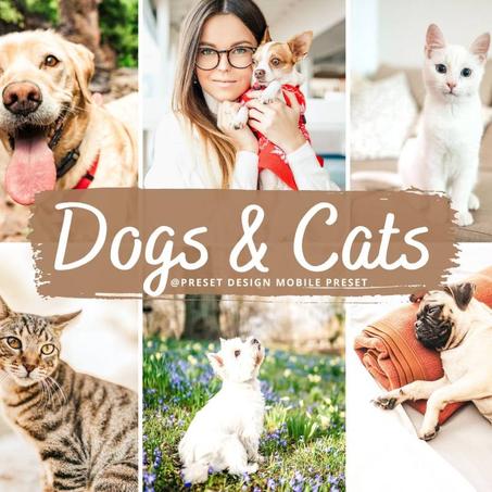 12 Lightroom Presets Dogs & Cats for Mobile and Desktop Lightroom, Pet Photo Editing Filter for Instagram, Animal Preset, Bright Home Filter