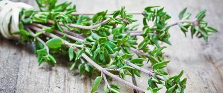 الزعتر المغربي