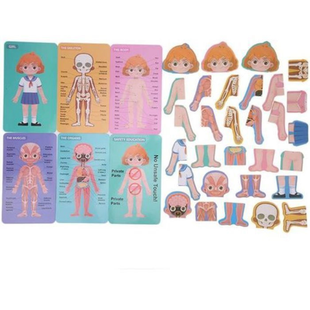 Body Structure Puzzle Fille