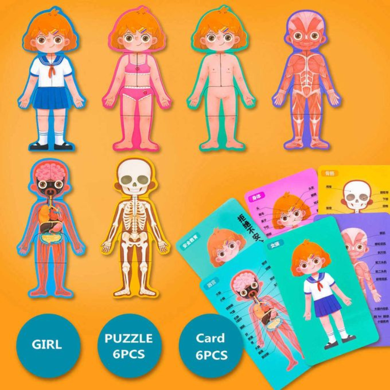 Body Structure Puzzle Fille