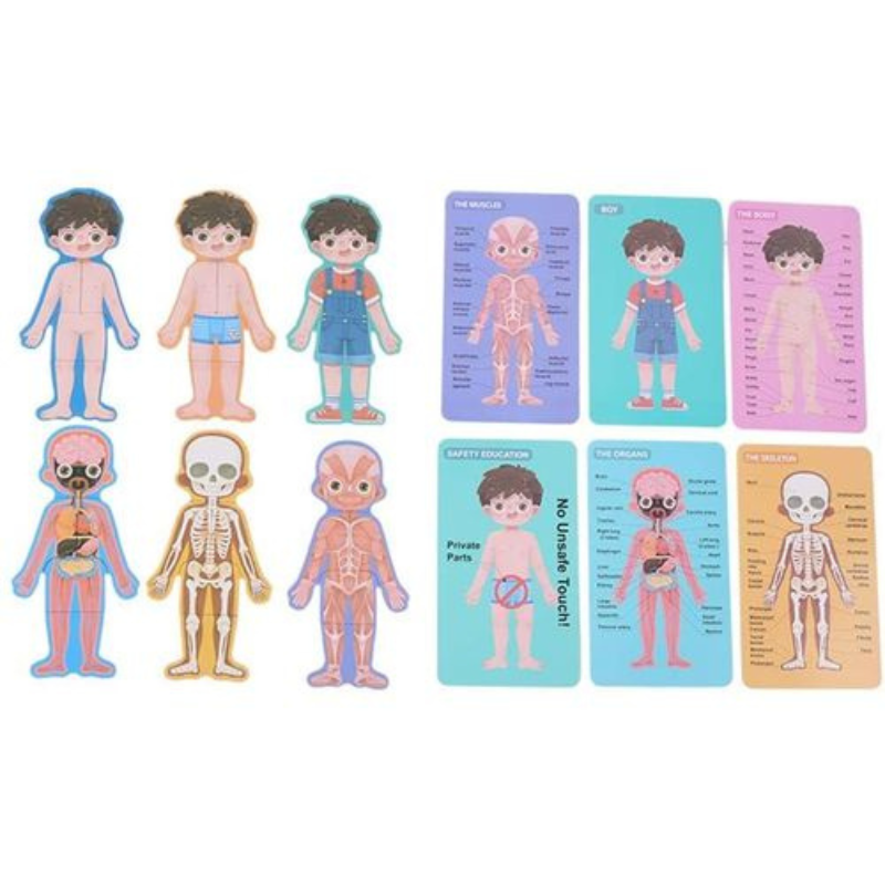 Body Structure Puzzle Garçon