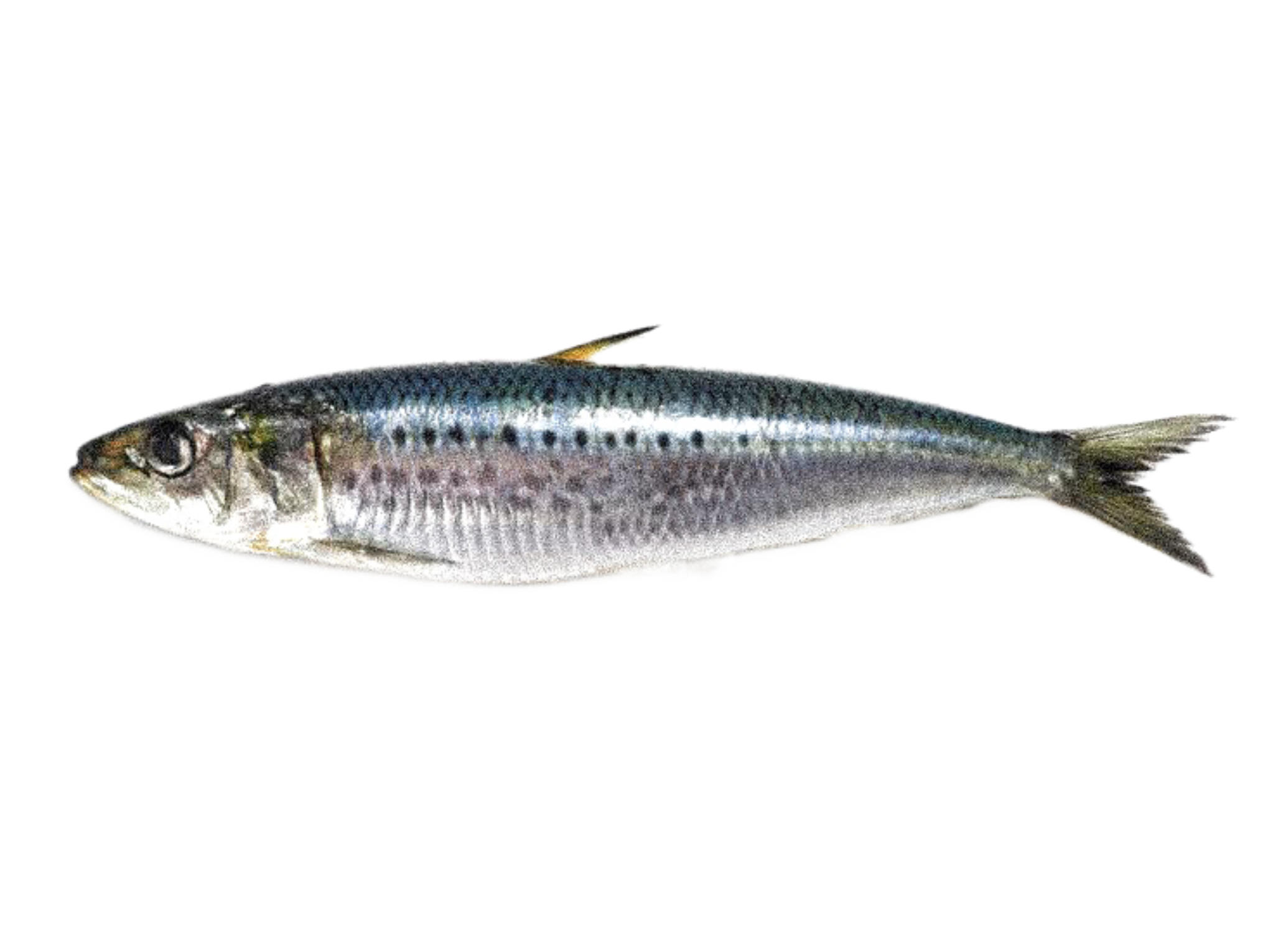 HAMRASHIT