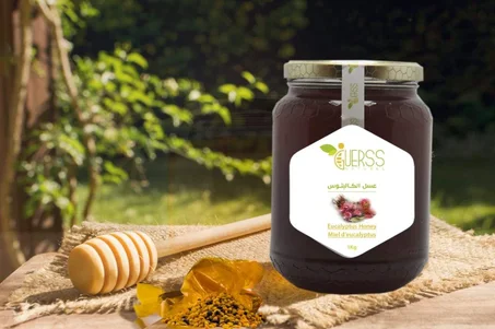عسل الكالبتوس