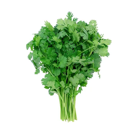 CORIANDRE - القزبر