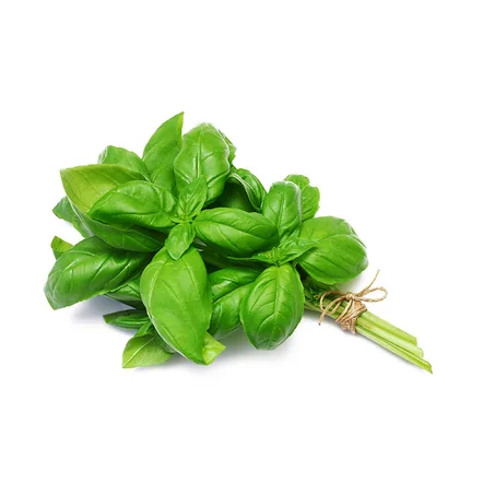 BASILIC - ‫حبق‬