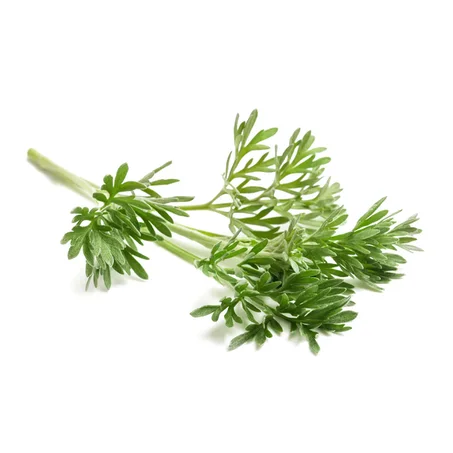 ABSINTHE - الشيبة