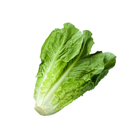 LAITUE BELDIA - خس بلدي