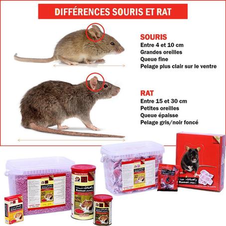 حقنة الصراصير+عجينة الفئران