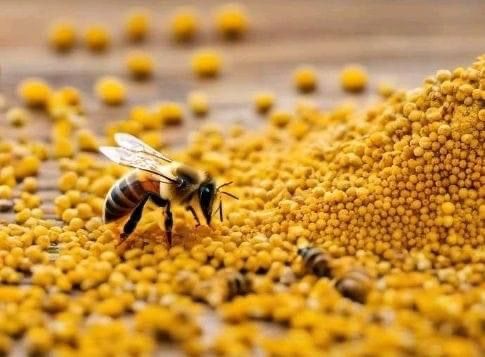 حبوب لقاح النحل