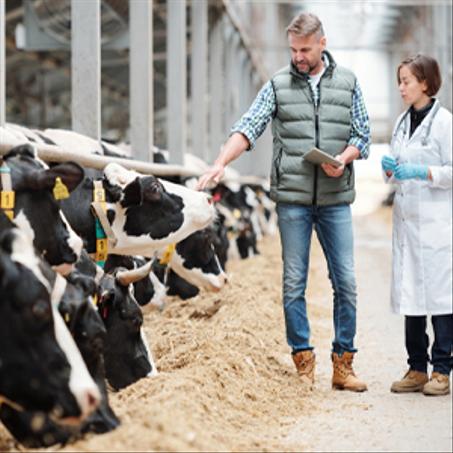 منتجات أبقار الحلوب