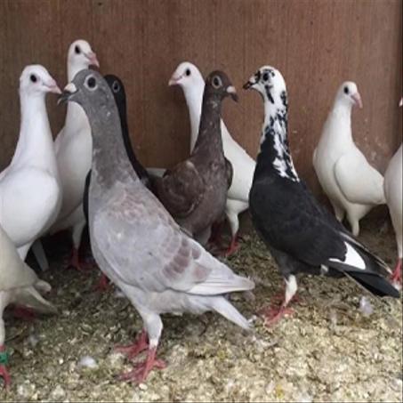 مكملات غذائية للحمام