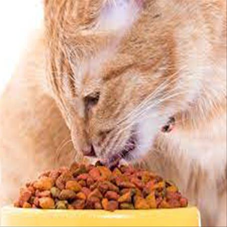 مكملات غذائية للقطط