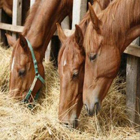 مكملات غذائية للخيول