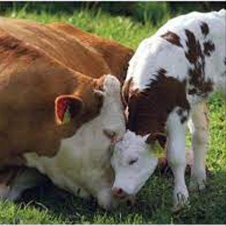 منتجات العجول الصغيرة والكبيرة