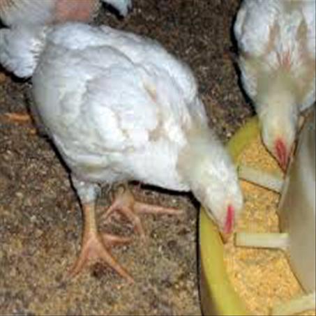 منتجات الدجاج اللاحم