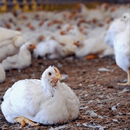 منتجات أمهات الدجاج