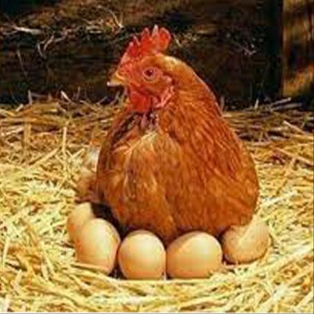 منتجات الدجاج البياض