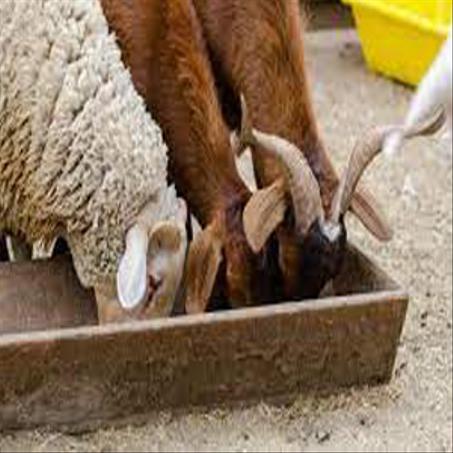 منتجات الأغنام والماعز