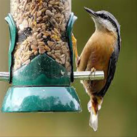 مكملات غذائية لطيور الزينة