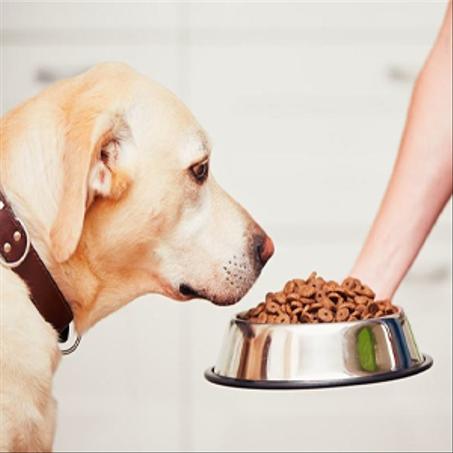 مكملات غذائية للكلاب