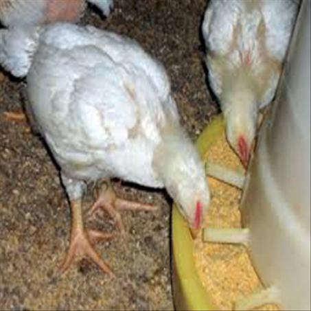 إضافات علفية للدواجن