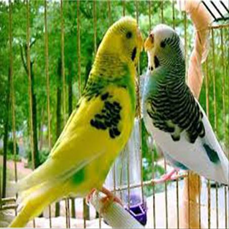 مكملات غذائية للطيور