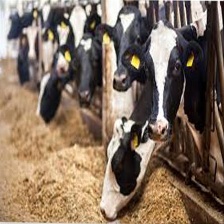 إضافات علفية للمجترات