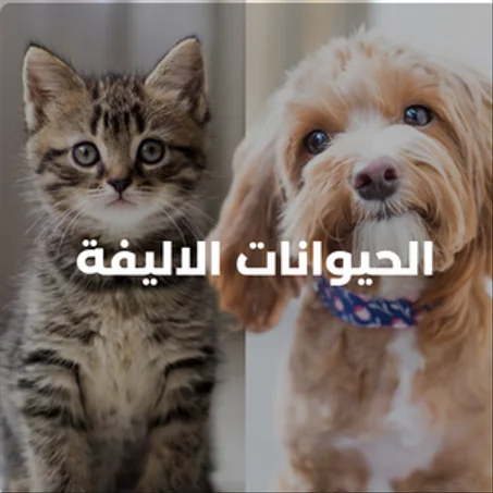 الحيوانات الاليفة